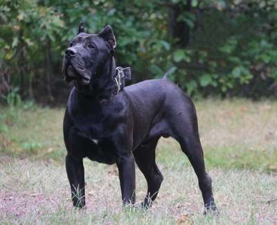D&GS NERO