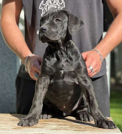 BRONCO DE KING ZULU