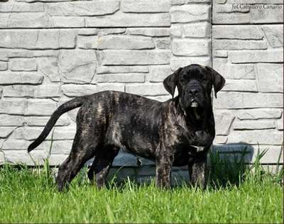 SHAMGAR CABALLERO CANARIO