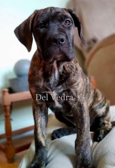 ALF DEL VEDRA