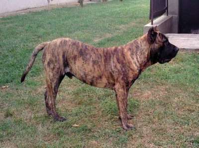 ARGUS GRANDE-BOSCOSO