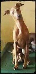 Johnnyangel's Golden Boy Midas Petit Roi