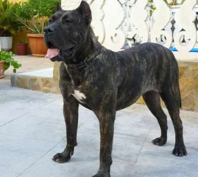 CATIANA DEL CHORO