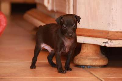 Lennox of Mystical Wooden House