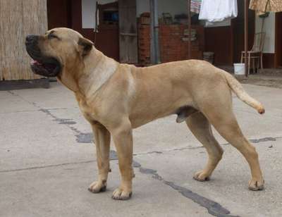 PERROS CANARIOS OROS COSTA