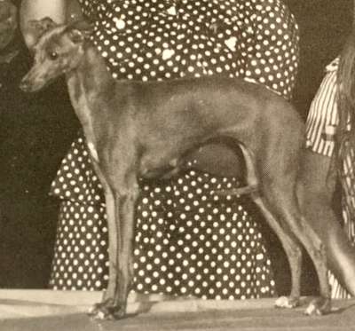 Majana's Nicolina Di Lucia