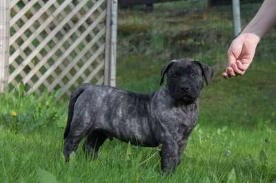 HARD HEARTS BAGHEERA