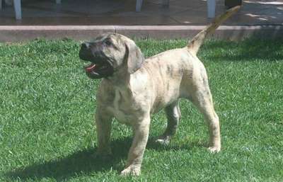 VERSO DE CANARIO KENNEL MACEDONIA