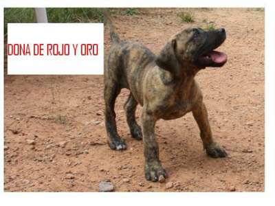 DONA DE ROJO Y ORO