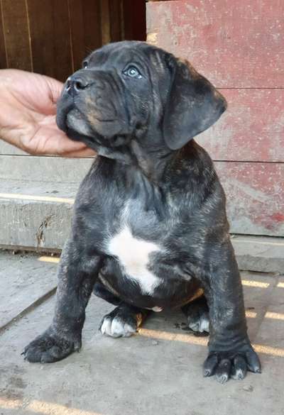 I'ATHENA SABURO KENNELS