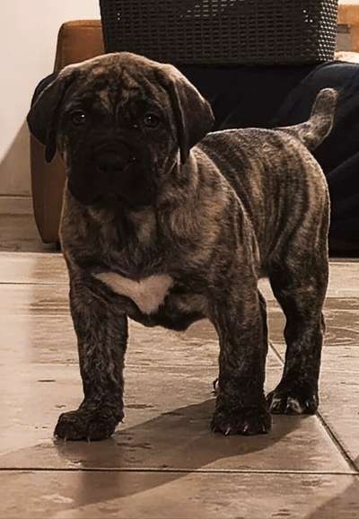 DOMINGA PERRO DE POR VIDA