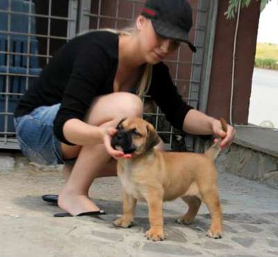 AME DOG PUR