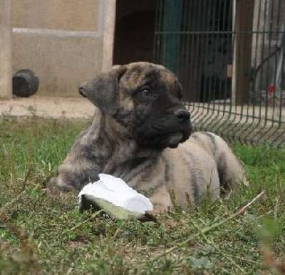 EHK OF DOGO PARADISE
