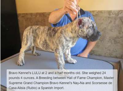 BRAVO KENNEL'S LULU