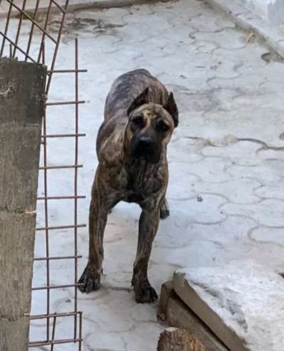 DORA HOSSAM FARES KENNEL
