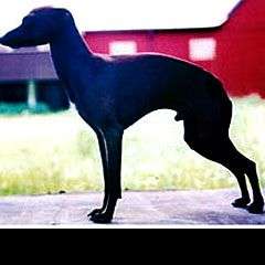 Mannequin's Black-Beauty