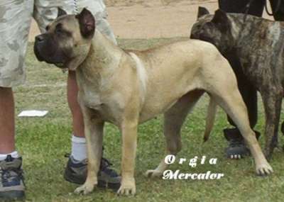 ORGIA MERCATOR