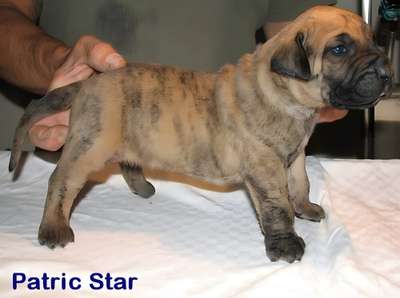 EL DIABLO DE LUCIA PATRICK STAR