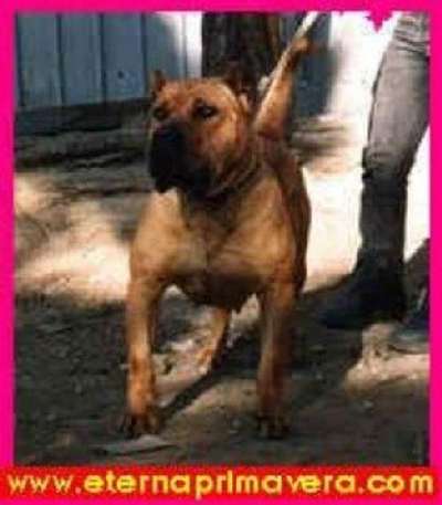 CATHAYSA DE BARNACAN BULL