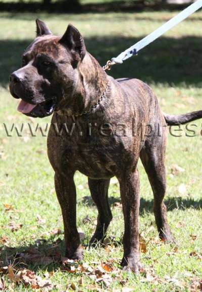 IAGO DE CABEZA GRANDE