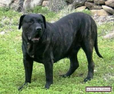 TURCA*