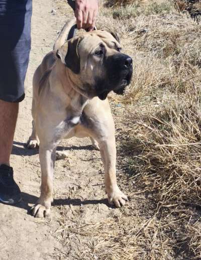 GOFIO DE GUADALCAN