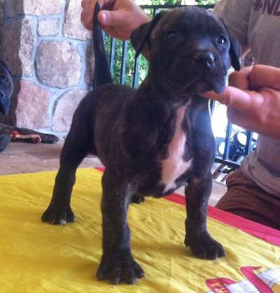 RAZA PERRO DE PRESA BECERRIL