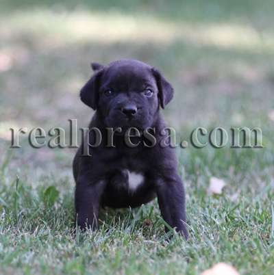 GODRIC DE CABEZA GRANDE