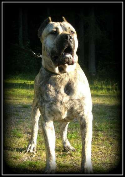 ARMANI BB CANARIO