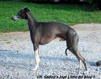 Sadira's Izat Little Bo Blue