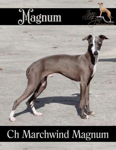 Marchwind Magnum