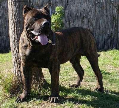 ROQUE DE BARNACAN BULL