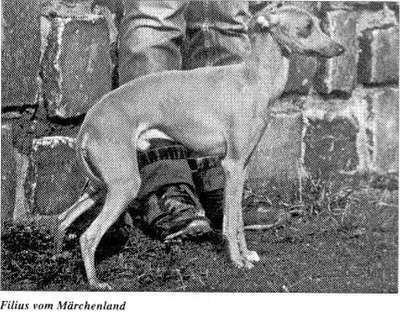 Filius Vom Märchenland