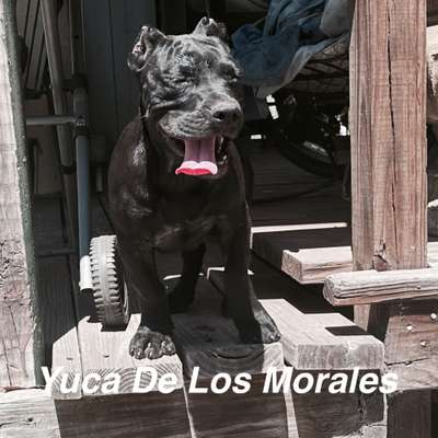 YUCA DE LOS MORALES