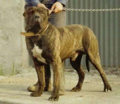 GUANCHE DE ATLAS ASIO