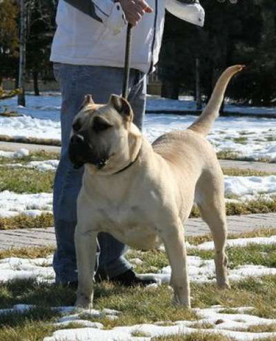 SASHA DOG PUR