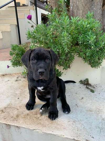 REVEN DE LA HUELLA DEL PRESA CANARIO