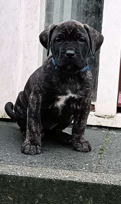 ROMY PERRO DE POR VIDA