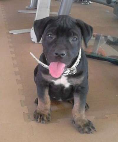 MAMBITA DE KING ZULU