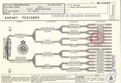 CORINA DIABLO DI ORO