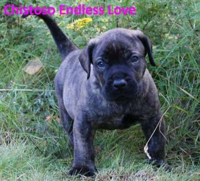 ENDLESS LOVE CHISTOSO