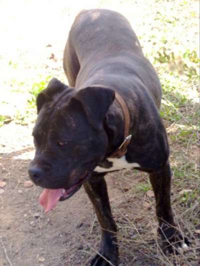 NUBIA DE PERRO DE LA TIERRA