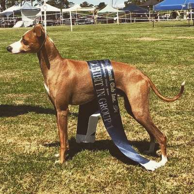 Bindahlena Love At First Sight
