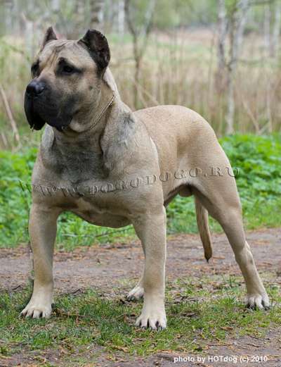 TYRANNUS BALUARTE DE LOS PERROS