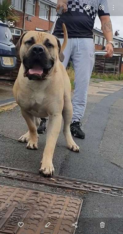 SIMPSON KENNELS MUFASA