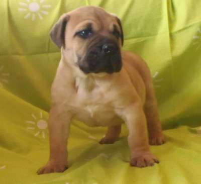 GIGANTOSTARDES BRUTUS