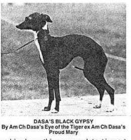 Dasa's Black Gypsy