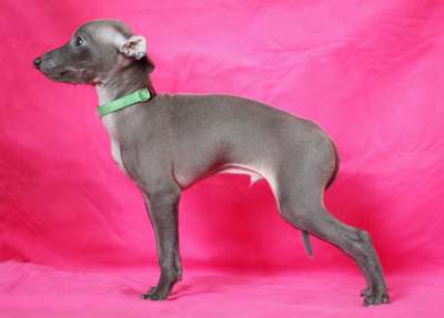 Idel Vento Kavaliere Kosmo