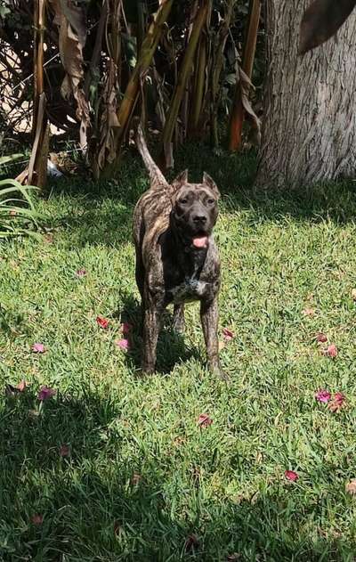 NALA DE CASA SAVASA