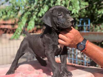 THANOS DE KING ZULU